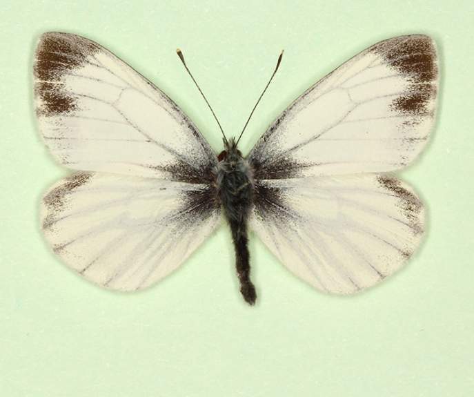 Pieris napi male (aberrant form funebris 5) (Internet Image property of respective owner, non-commercial use only)